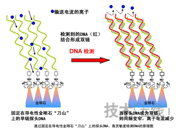 日本产综研开发出利用导电性金刚石的DNA检测技术 