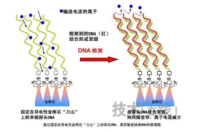 日本产综研开发出利用导电性金刚石的DNA检测技术 